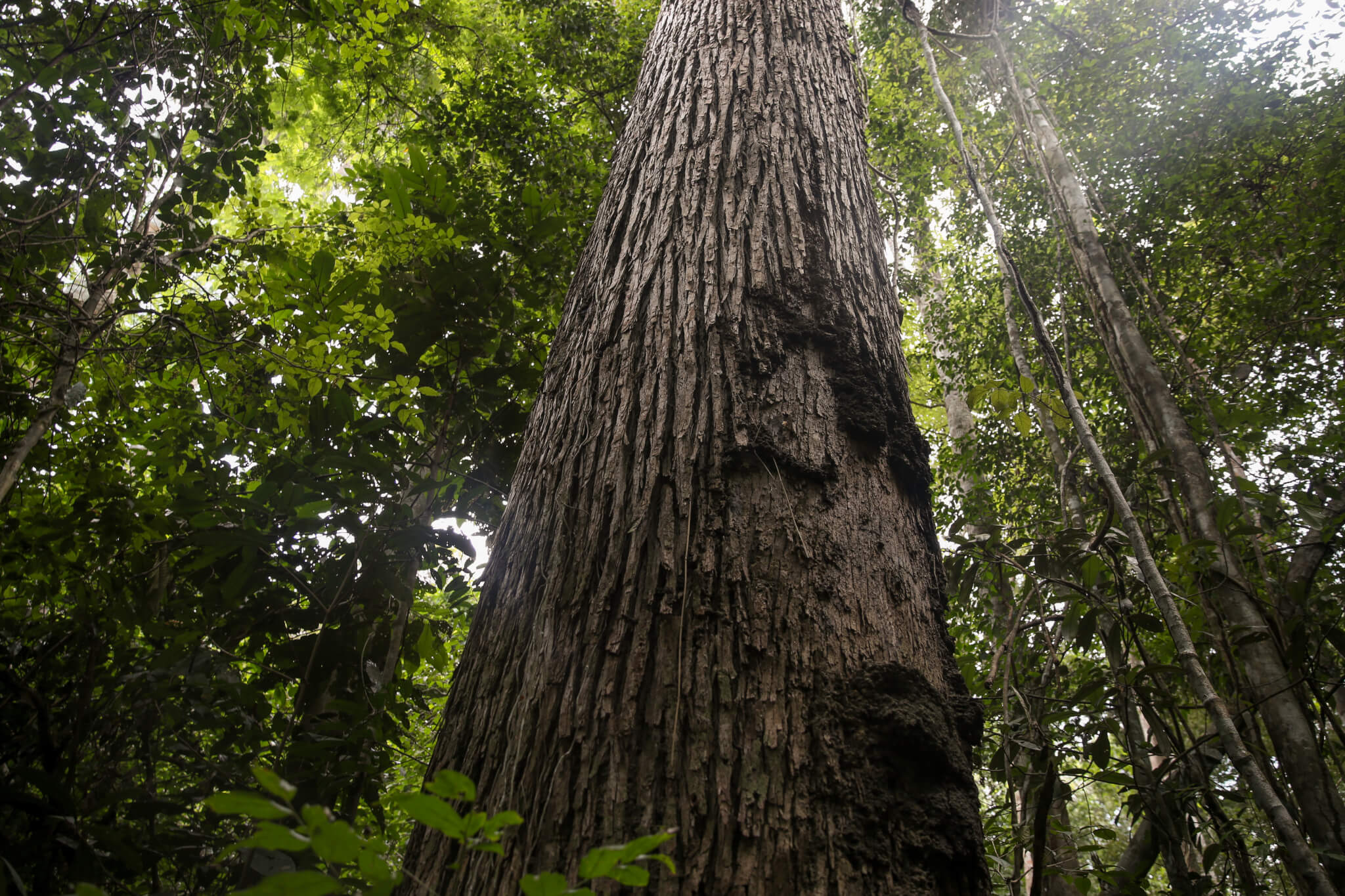 Brasil deve retomar lições do passado para combater desmatamento na Amazônia