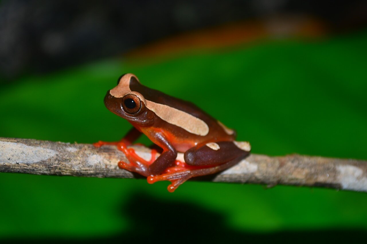 Pesquisa investiga interações ecológicas em áreas alagadas da Amazônia