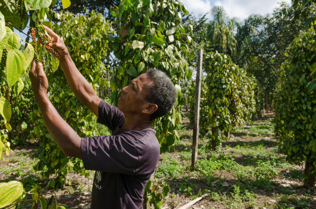 Nova lei prioriza comunidades tradicionais, povos indígenas e agricultores familiares. Foto: Pedro Alcântara/M'bóia