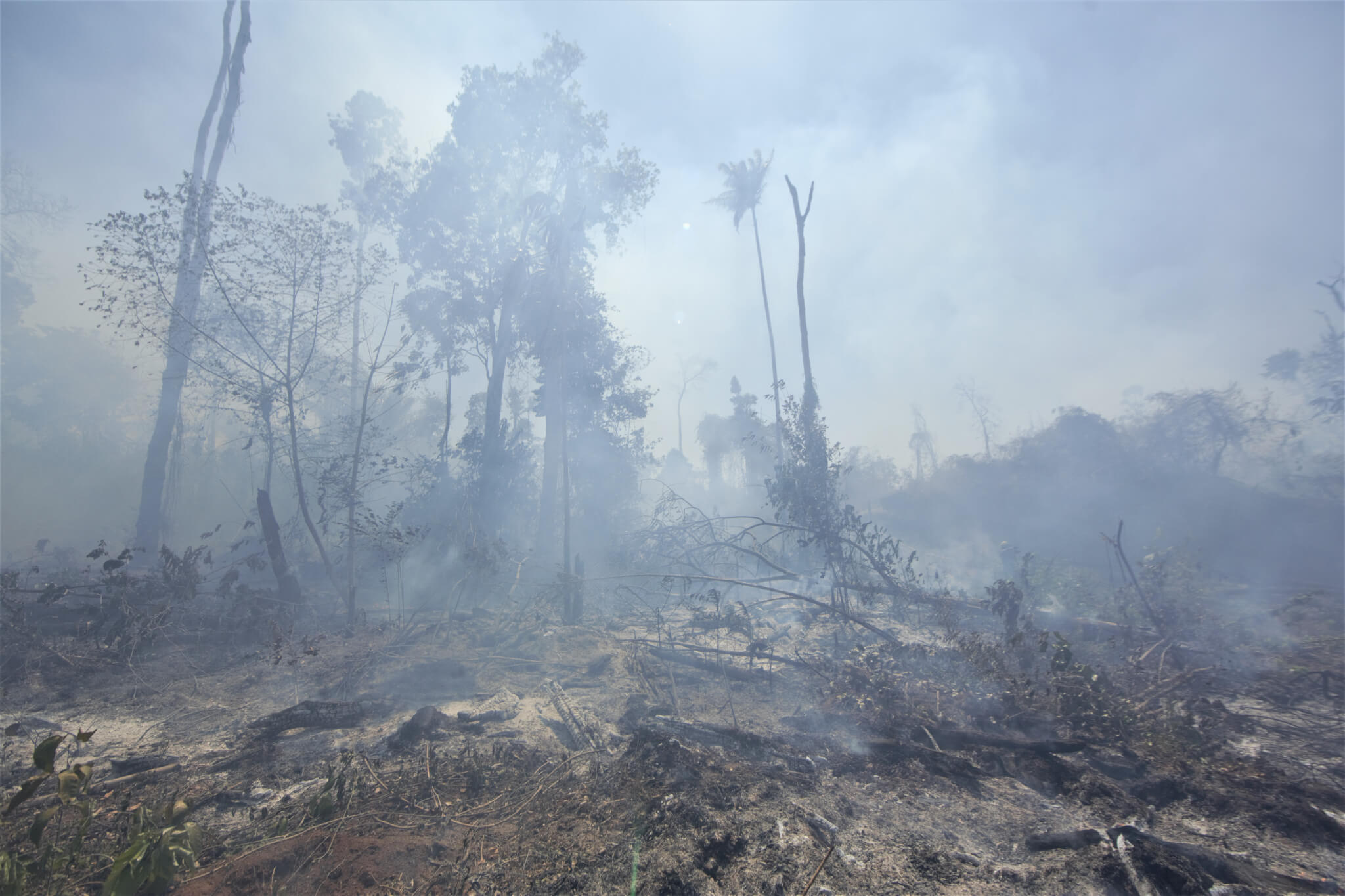 Brasil pode ser primeiro a zerar emissões líquidas, afirmam pesquisadores