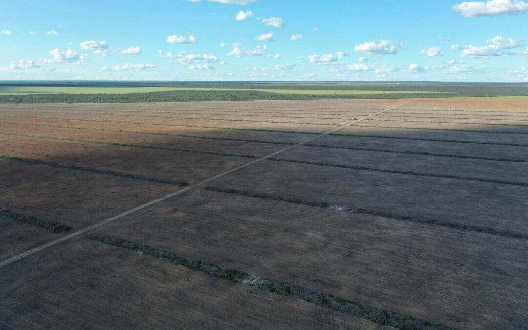 Desmatamento do Cerrado sobe 88% na Bahia e no Piauí em janeiro
