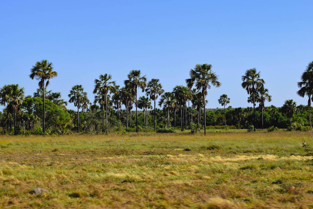 Áreas úmidas do Cerrado garantem água, mas estão secando