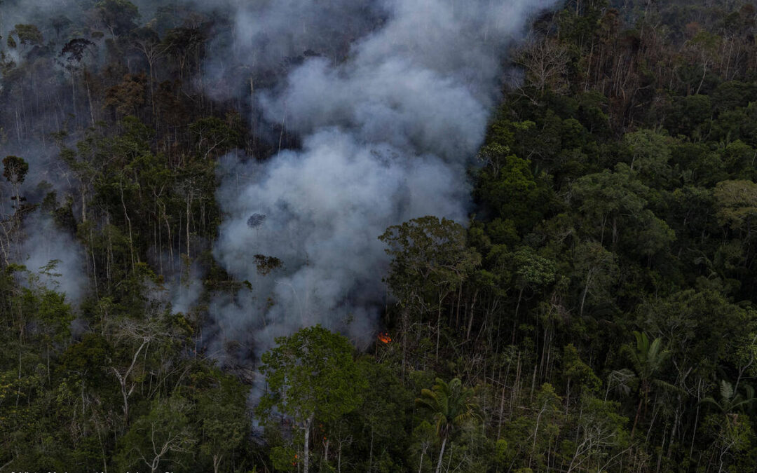 Pesquisadores entregam propostas sobre florestas degradadas ao MMA