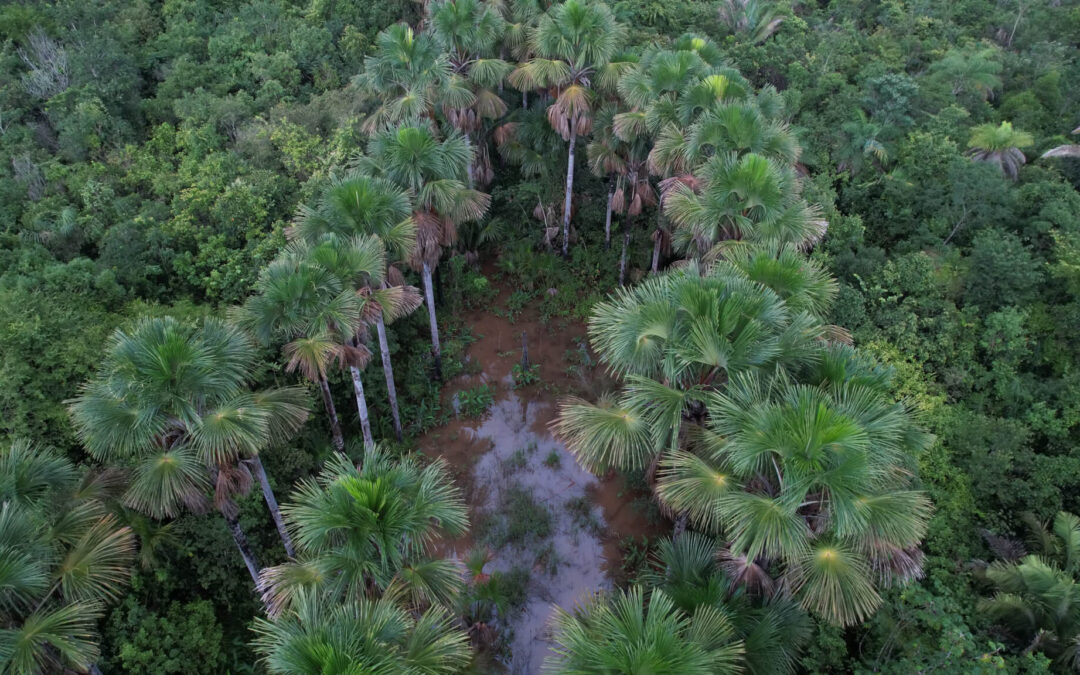 IPAM estreia coluna quinzenal no portal Jota nesta terça-feira