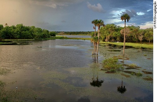 Monitor: Roraima registra 95% mais ocorrência de fogo de janeiro a abril