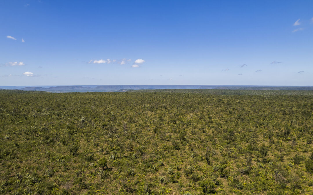 O que é Cerrado: características e biodiversidade