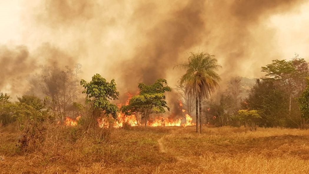 Dia do Fogo, três anos depois: mais da metade da floresta queimada virou pasto
