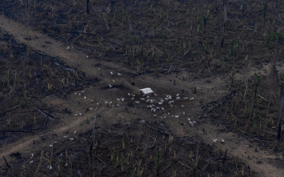 Brasil perdeu 96 milhões de hectares desde 1985, aponta MapBiomas