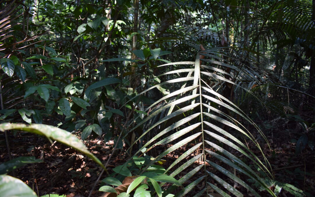 Queda no desmatamento da Amazônia puxa redução de emissões do Brasil em 2022