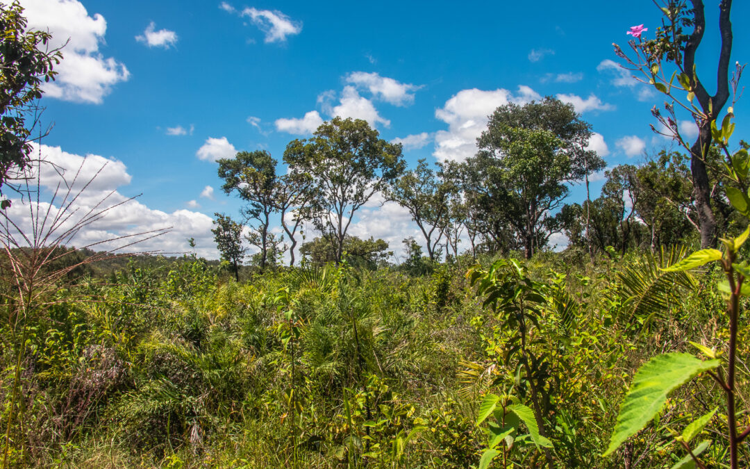 Desmatamento no Cerrado mais que dobrou em novembro