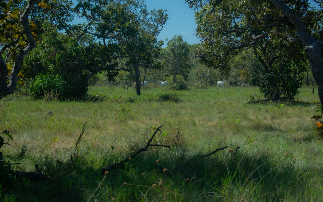 Vital for preservation, CAR areas record 75% of Cerrado deforestation