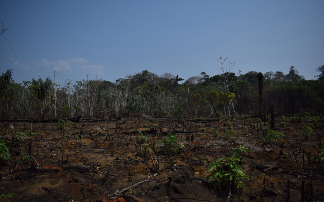 Pastures were the areas most affected by fires in Brazil in 2023