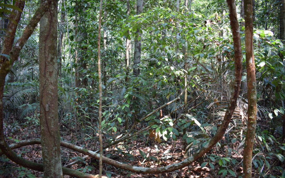 IPAM and the World Bank create model that predicts deforestation in the Amazon