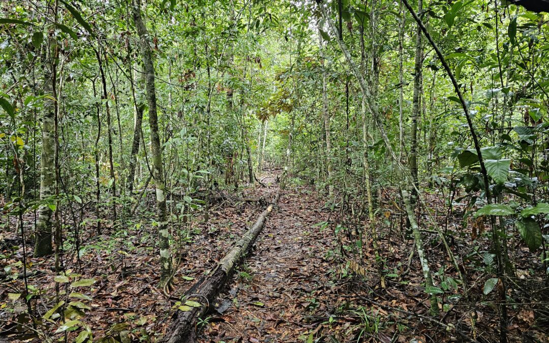 Fires in the Amazon hinder the growth and reproduction of vegetation