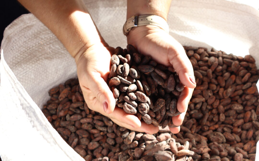 Evento do IPAM aponta estratégias para o setor cacaueiro e COP 30