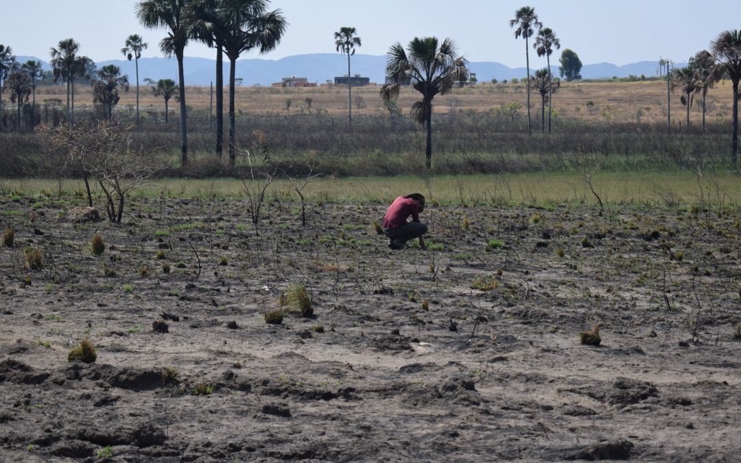Desmatamento em áreas protegidas aumenta no Cerrado em 2023