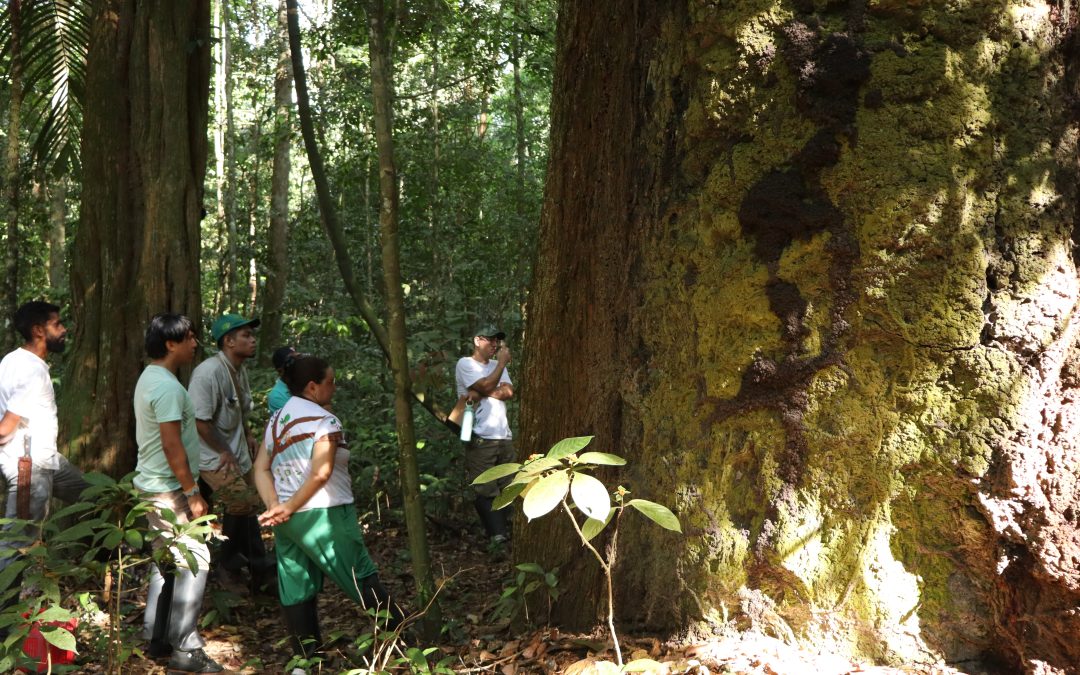Retrospectiva 2024: IPAM destaca principais dados e ações do ano