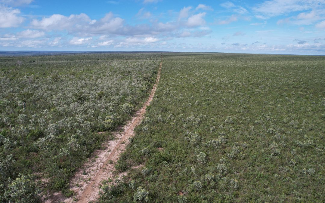 Em 39 anos, Cerrado perdeu área de vegetação nativa maior que o Goiás