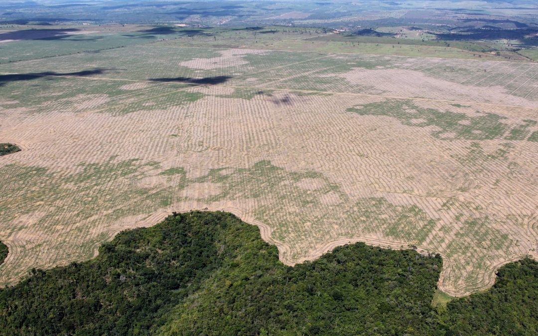 NT recomenda reparação de danos climáticos do desmatamento ilegal