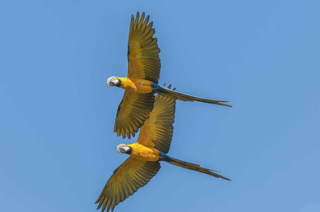 Com os seis novos contratos, CONSERV passa a remunerar pela conservação de mais 4.552 hectares de vegetação nativa.