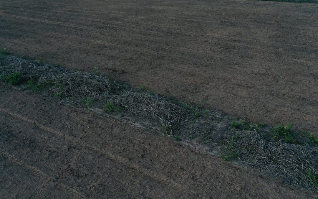 Desmatamento do Cerrado emitiu 135 milhões de toneladas de CO2