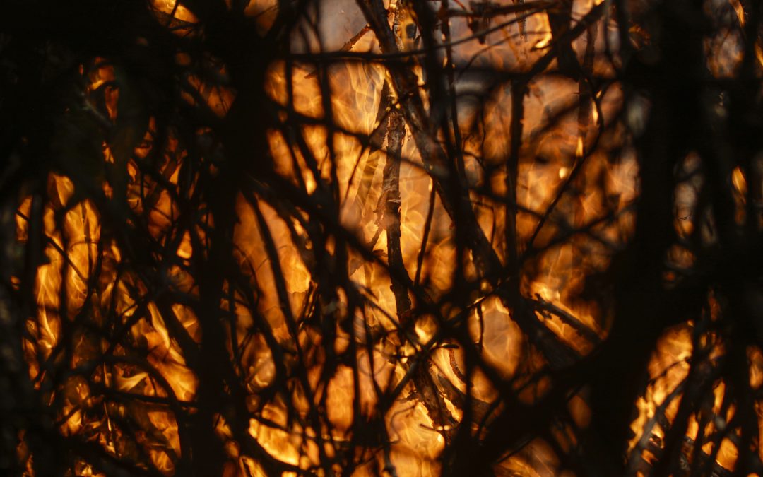 Emissão de CO2 por queimadas na Amazônia cresce 60%