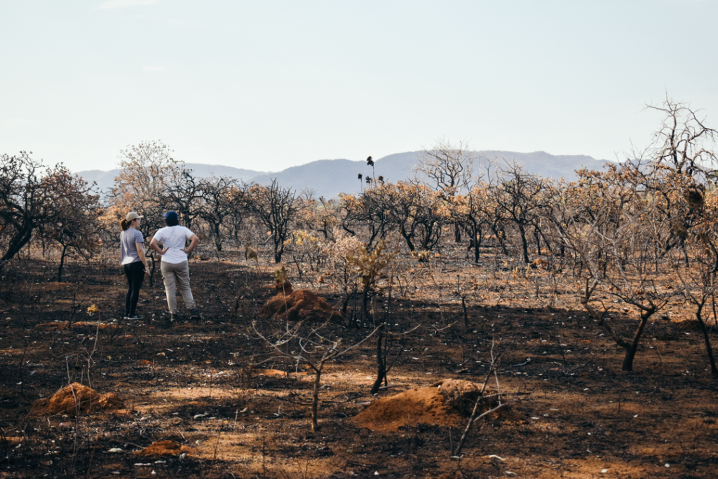 Reduzir o fogo no Cerrado é essencial para a proteção da vida. A foto mostra pesquisadoras do IPAM em uma área queimada no bioma. O solo está preto, com cinzas, e o tronco das árvores queimado.
