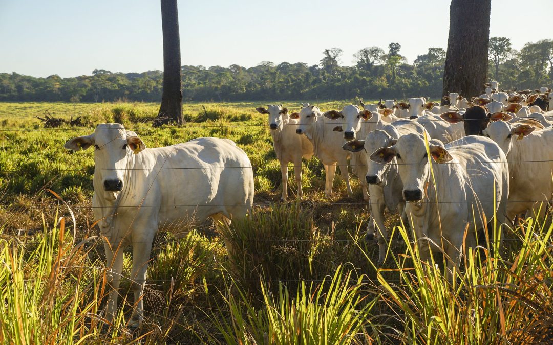Além de remuneração a produtores, nova etapa do CONSERV apoia produção