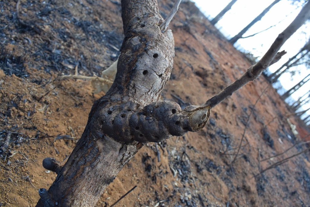 Imagem de vegetação queimada presente no texto: 67% das terras indígenas do Cerrado enfrentam aumento do fogo