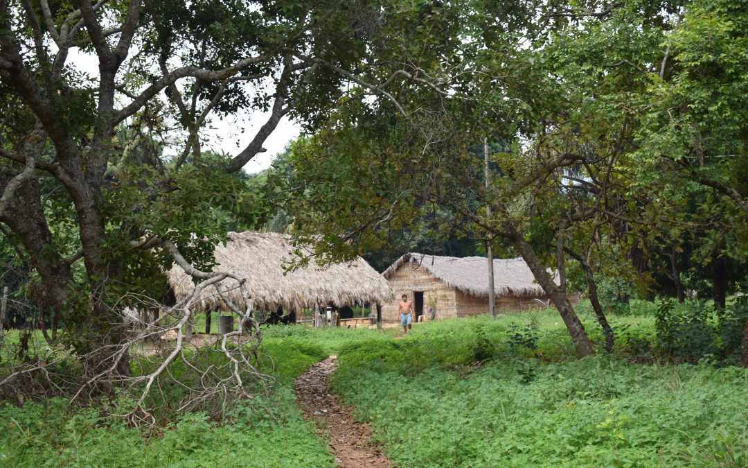 COP29: Terras Indígenas não homologadas sofrem mais com desmatamento