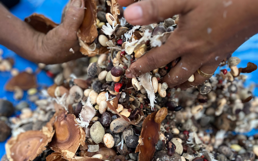 Estudo sobre sementes vai auxiliar restauração da Amazônia e do Cerrado