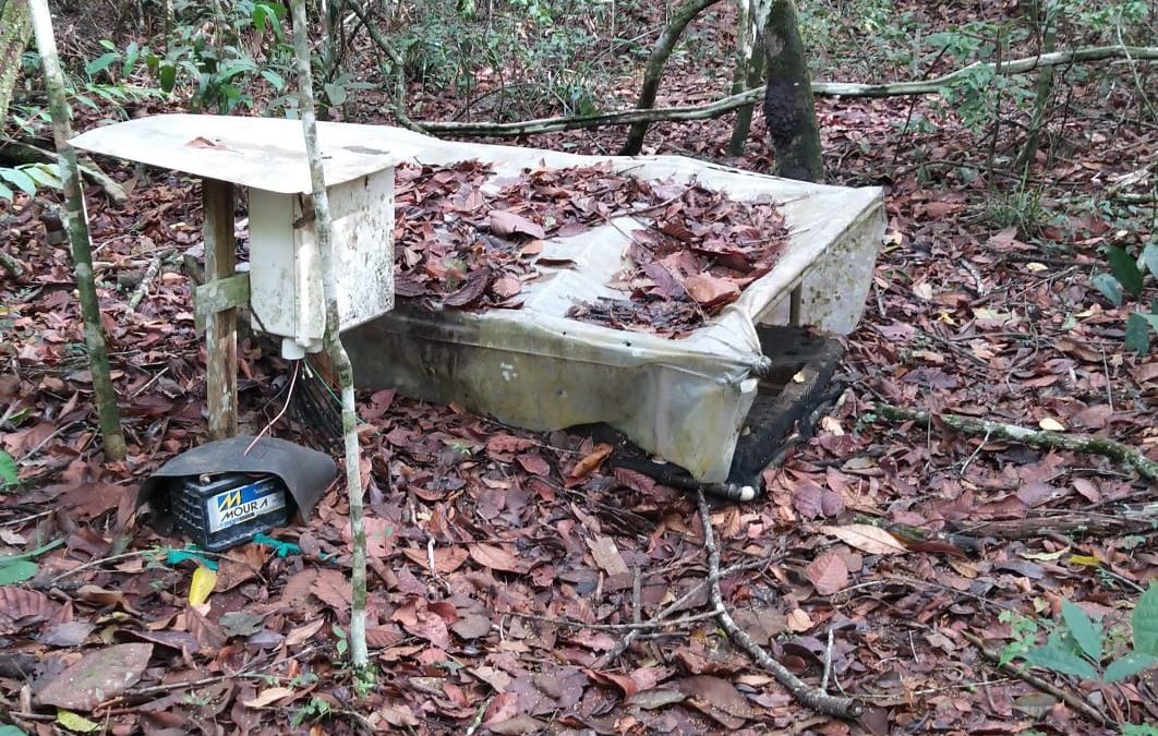 Florestas em áreas degradadas queimam e ressecam mais o ambiente