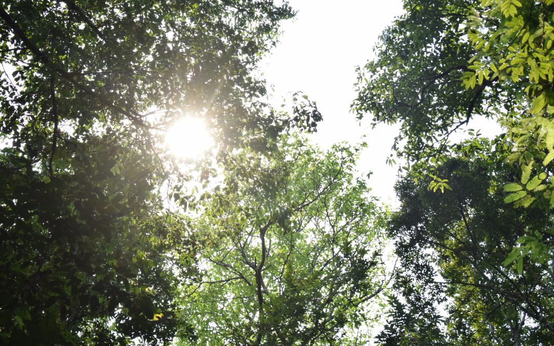 Acordo UE Mercosul é bom, mas requer atenção com desmatamento e social