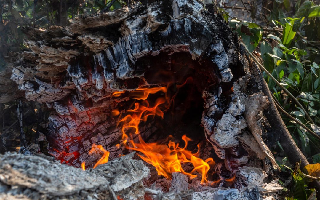 Amazônia e Cerrado registram maior área queimada desde 2019