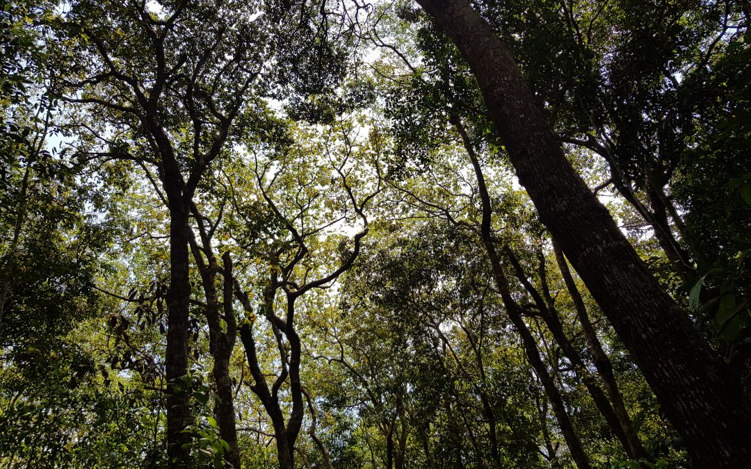 IPAM vê retrocesso em lei que “converte” Amazônia em Cerrado em Mato Grosso