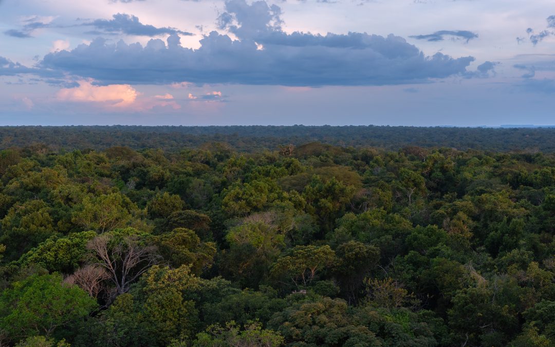 O que estaria em jogo com nova lei que converteria Amazônia em Cerrado