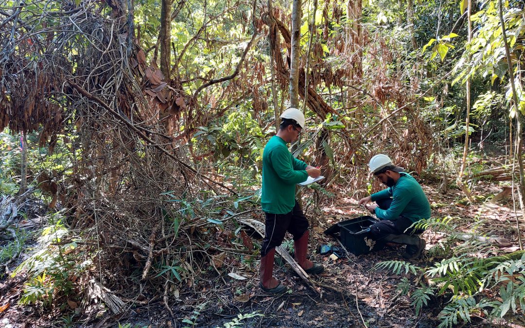 Fogo e seca reduzem capacidade da Amazônia de armazenar carbono