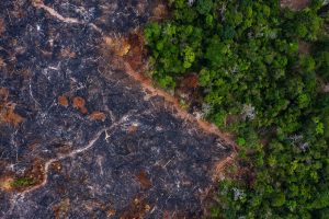 Forests need up to 29 years to recover from fires