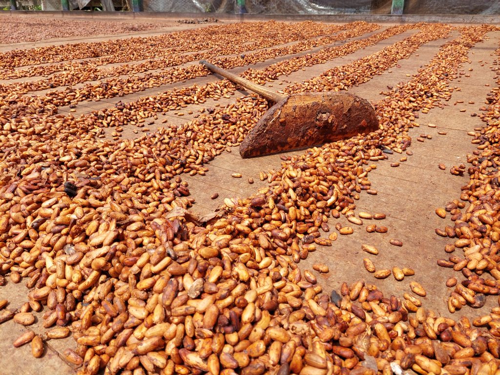 Onde nasce o chocolate: o verdadeiro sabor da Páscoa