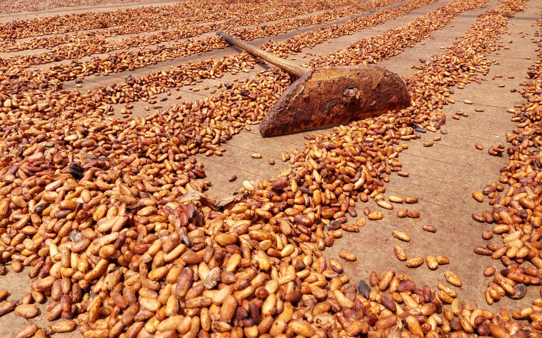 Onde nasce o chocolate: o verdadeiro sabor da Páscoa