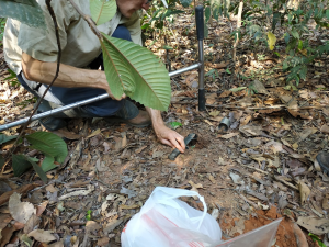 Imagem de pesquisador usando ferramenta para retirar amostra de solo. Foto presente na npitícia:Solo perde mais carbono virando monocultura do que pegando fogo