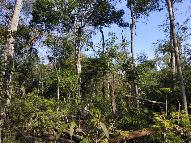 Solo perde mais carbono virando monocultura do que pegando fogo