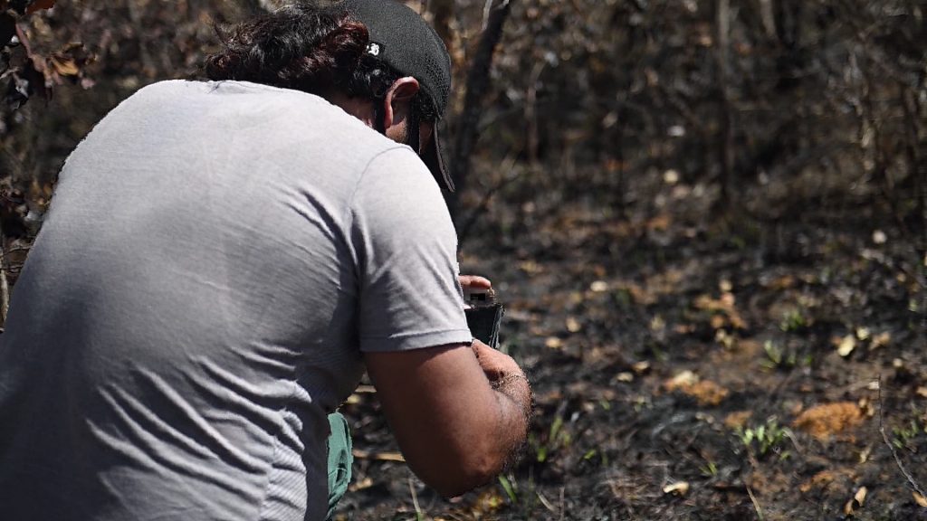 Deforestation caused the burning of 20 million hectares in the Cerrado