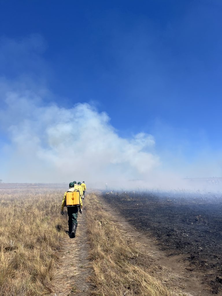 130,000 hectares of forest have been burned in the phase that absorbs the most carbon
