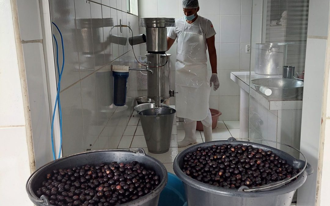 Pesquisa busca impulsionar a bioeconomia na Amazônia ao fomentar industrialização